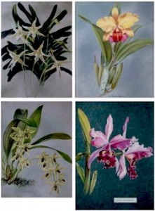 Lovely orchid paintings by Ann Shelley-Lloyd