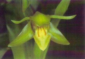Motley's Orchid - Coelogyne motleyi