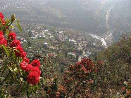 Orchid Wonders of Sikkim