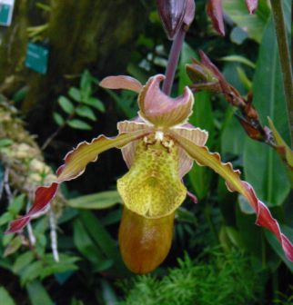 Phragmipedium Orchid