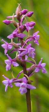 Fragrant Heath Orchid
