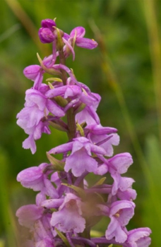 Fragrant Chalk Orchid