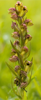 Frog Orchid