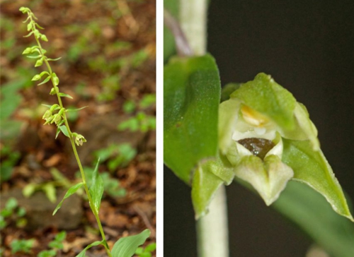 Narrow Lipped helleborine