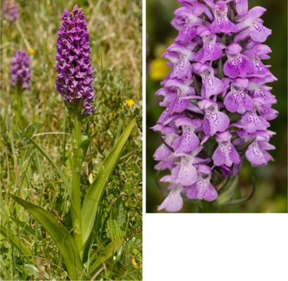 Southern Marsh Orchid