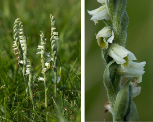 Autumn Ladies Tresses