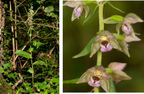 Broad Leaved helleborine