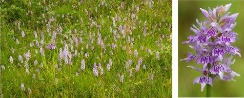 Common Spotted Orchid