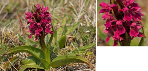 Early Marsh Orchid ssp coccinea