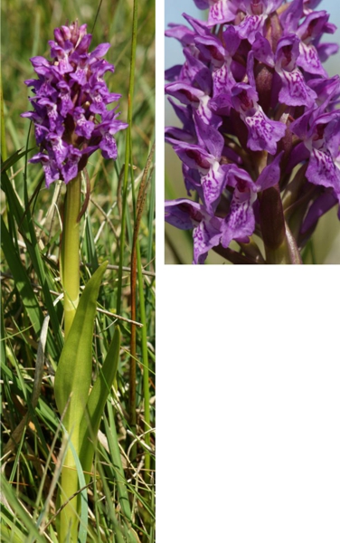 Early Marsh Orchid ssp pulchella