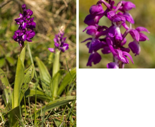 Early Purple Orchid