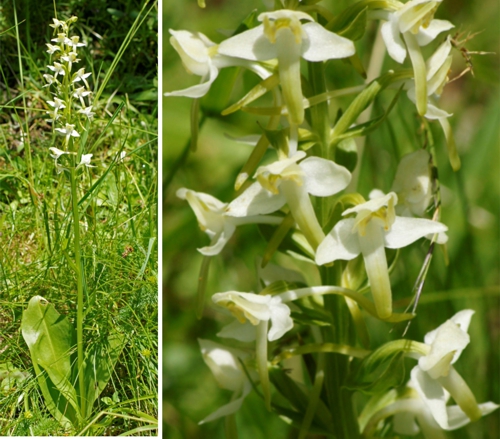 Greater Butterfly Orchid