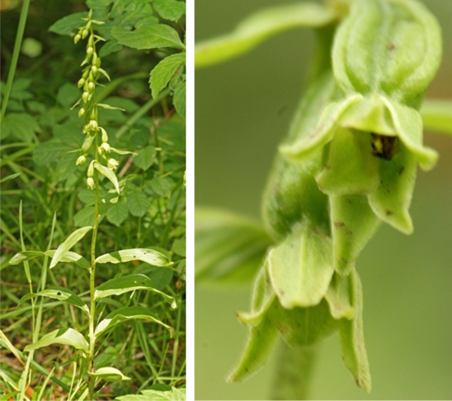 Green flowered helleborine