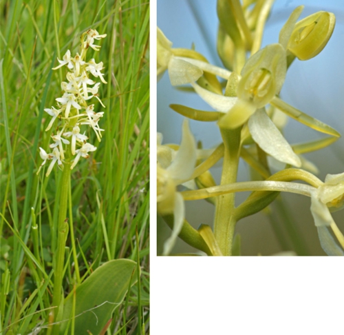 Lesser Butterfly Orchid