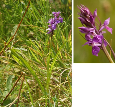 Narrow Leaved Marsh Orchid