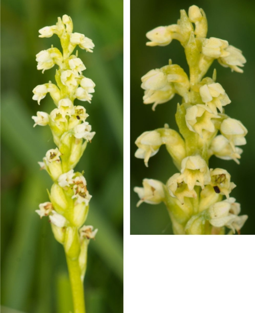 Small White Orchid