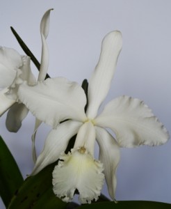Cattleya Louise Georgianna ‘Philip’