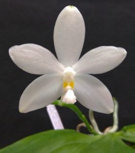 Phalaenopsis tetraspis