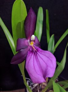 Miltonia spectabilis var. moreliana 