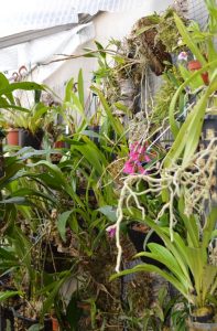 Part of epiphyte wall in the cooler greenhouse showing Dendrobium lawesii and Masdevallia exquisita.