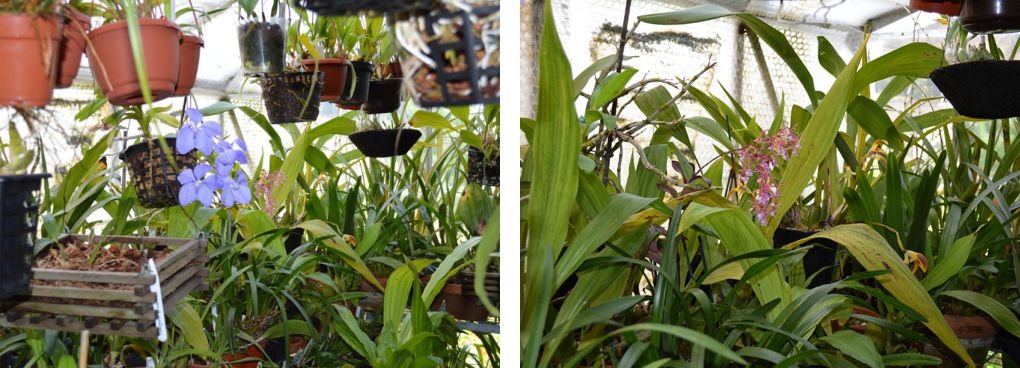 Scenes from my cooler greenhouse, showing Vanda coerulea (left), Epidendrum capricornu and Maxillaria callichroma (right).