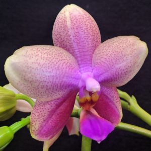 Phalaenopsis Sweet Memory 'Liodoro'