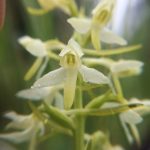 Photo 4 - Plantanthera bifolia (-® Tomos Jones)