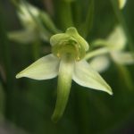 Photo 7 - Platanthera chlorantha (-® Tomos Jones)