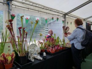 display by Malcolm's Carnivorous plants