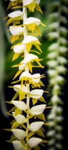 Dendrochilum flower detail