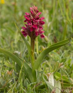 Early Marsh-orchid (D. incarnata ssp. coccinea)